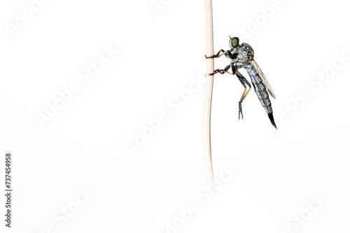 Asilidae fly perched delicately on a slim twig photo