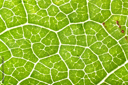 Close-up of vibrant green leaf texture photo