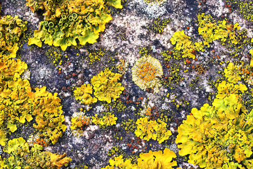 Colorful lichen patterns on a natural rock surface