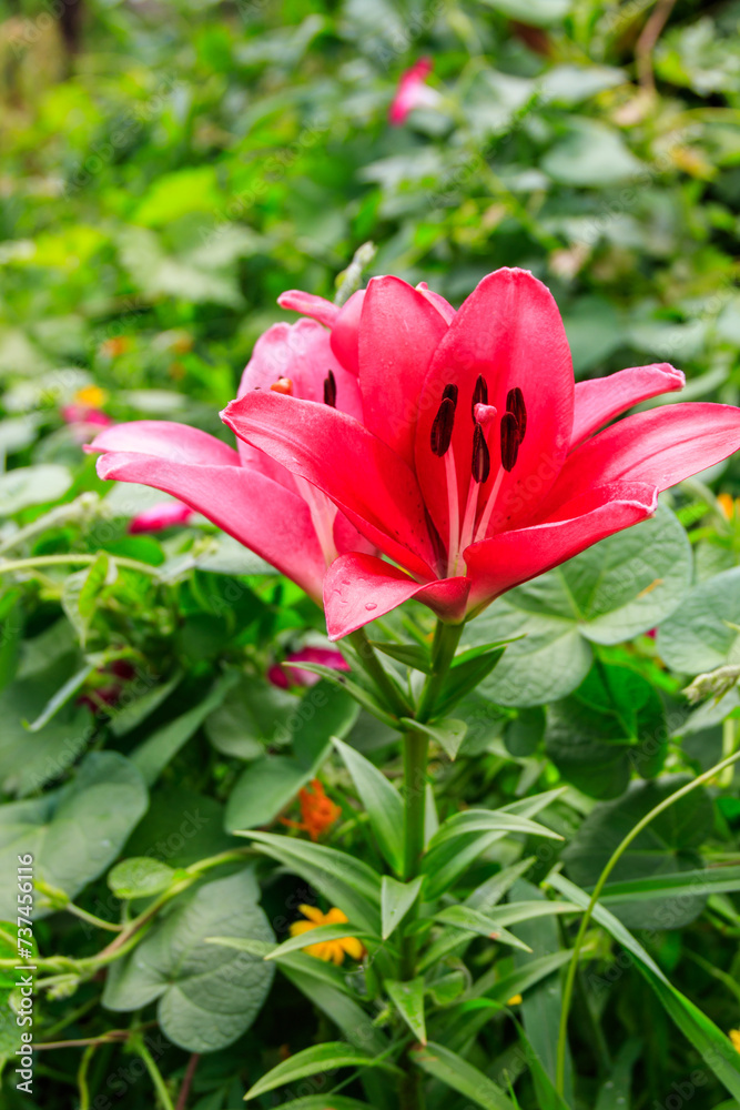 Fototapeta premium Oriental lily in flower bed in the garden