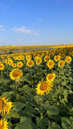 field of sunflowers sky summer