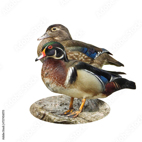 Isolated Wood Duck (Aix sponsa) Male and Female