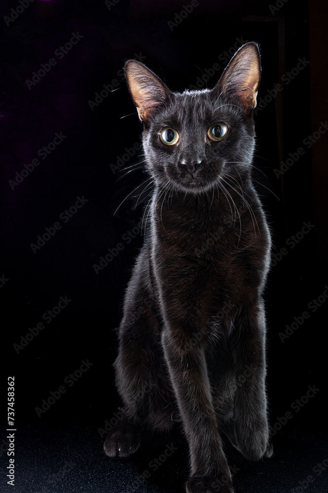 Beautiful black cat on a black background. The cat is sitting. Cat with big eyes. A pet.