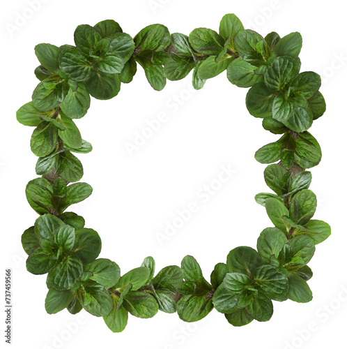 Small twigs with green leaves of peppermint in a floral frame isolated on white or transparent background