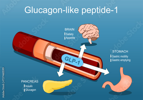Glucagon-like peptide-1. GLP-1 from blood vessel to pancreas, brain and stomach.