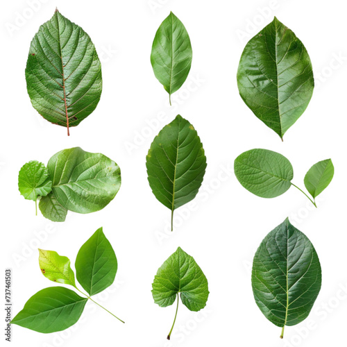 the leaves of the trees are separated from each other isolated on a white background with clipping path. © Alina