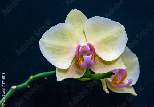 Blooming Phalaenopsis orchid in the collection