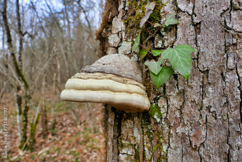A beautiful specimen of Fomes fomentarius (Hoof or Tinder Fungus) found in the woods in Dordogne, France 