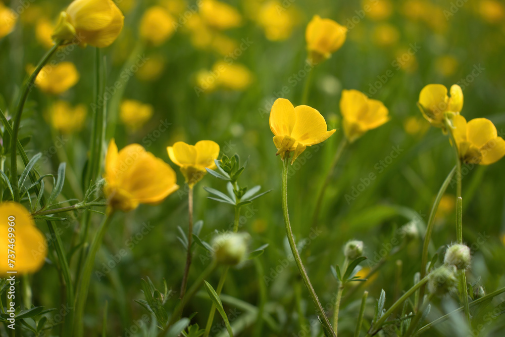 Small yellow flowers growing in green grass on a spring day near Bad Munster, Germany. Small yellow flowers growing in green grass on a spring day near Bad Munster, Germany.