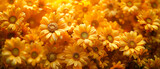 Close-up of vibrant yellow sunflowers. Romantic ultrawide background for design, wallpaper, and creative projects. Vintage style, exclusive quality