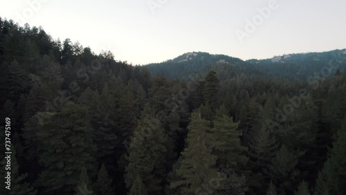 Flying over redwood forest in Northern California