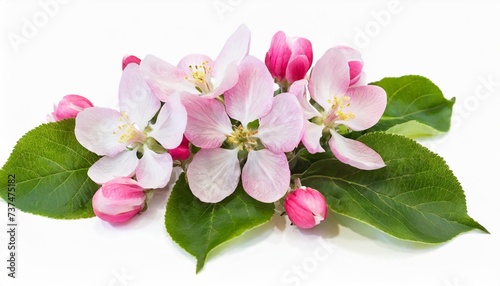 spring flower arrangement festive frame of pink apple tree flowers isolated on white background design element for creating postcard wedding cards and invitation
