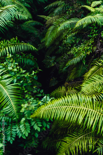 Bali Jungle