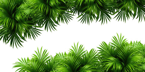 Tropical frame with exotic jungle plants, palm leaves, and space for text, transparent background. PNG, cutout, or clipping path.	
