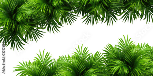 Tropical frame with exotic jungle plants, palm leaves, and space for text, transparent background. PNG, cutout, or clipping path.	
