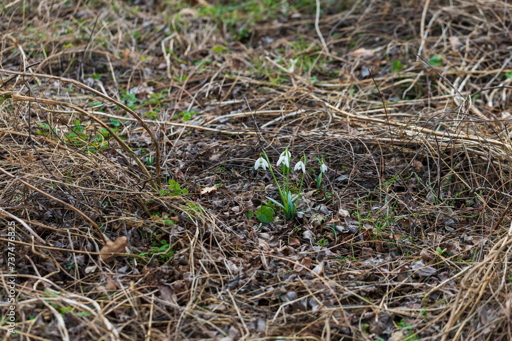 Snowdrop - Galanthus nivalis first spring flower. White flower with green leaves. Snowdrop - Galanthus nivalis first spring flower. White flower with green leaves.