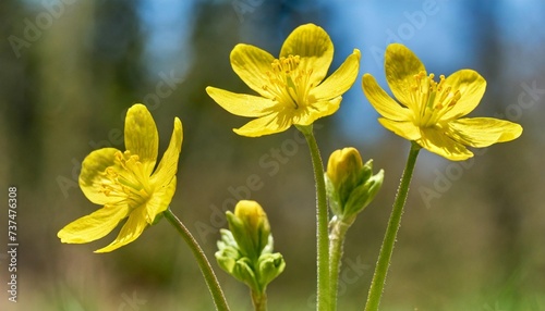 three stems with yellow flowers of the cowslip primula veris