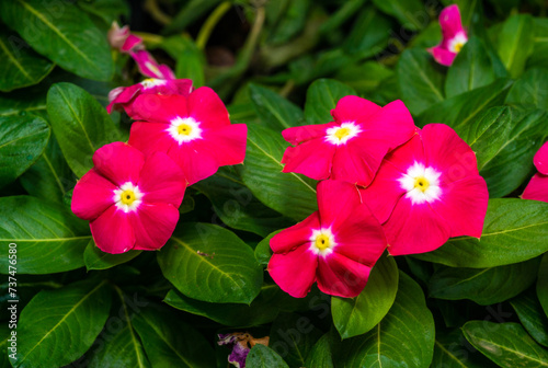 Catharanthus roseus - close-up of flowers of a plant with red petals photo
