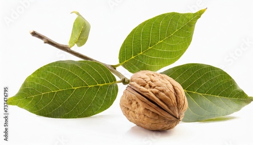 branch of walnut isolated on white background
