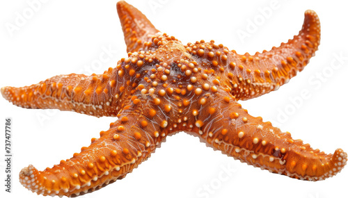 Close Up of a Starfish on a Transparent Background photo