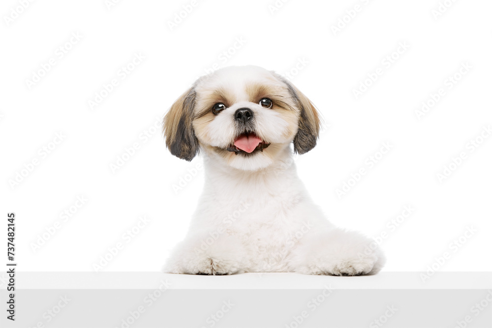 Adorable, happy little purebred shih tzu dog with tongue sticking out isolated on white studio background. Taking care after animal. Concept of domestic animals, pet friends, vet, care