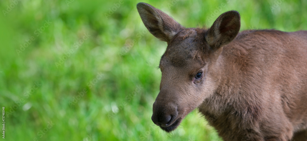 Fototapeta premium Moose - baby animal