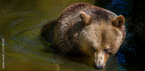 brown bear - Ursus arctos in water