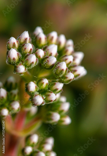 Crassula dejecta (Doily Crassula), also known as Crassula undulata, inflorescence succulent plant with thick succulent leaves photo