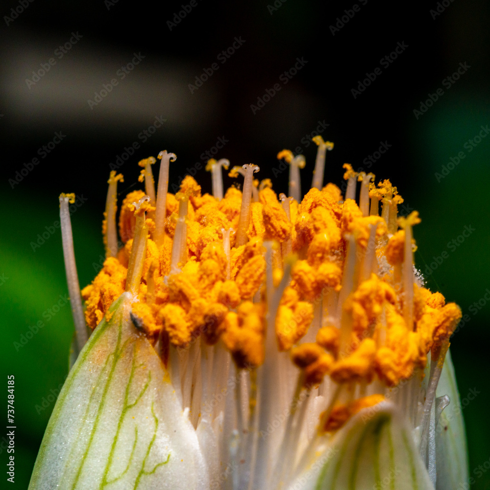 Fototapeta premium Haemanthus albiflos - flower bud with bright yellow stamens