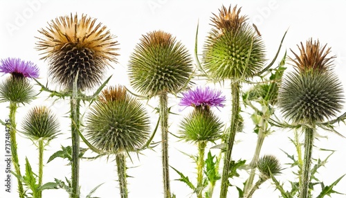 various twigs of tall globe thistle with green dried and blooming inflorescences on white background