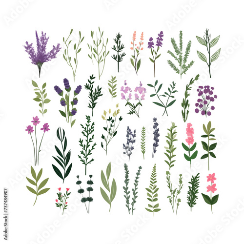 Big set with hand drawn Provence herbs and plants, isolated vector illustration in flat style with textures