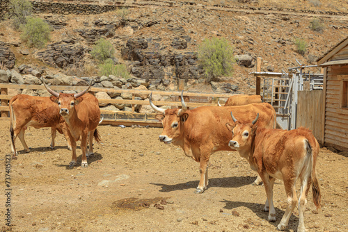 Longhorn beef cattle are distinctive breed of cows played an important role in history of American ranch life West. adaptability to various climates and resilient make them favorite among ranchers