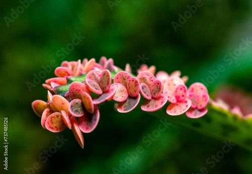 Leaf of the succulent plant Kalanchoe Pink Butterflies with small growths on the edge of the leaf in the collection photo