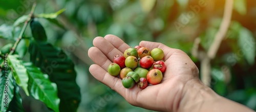 human hand holding fresh coffee beans after picking from a coffee tree