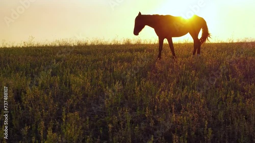 silueta de caballo en el horizonte de la pradera al atardecer photo