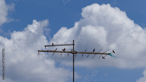 Flock of large Swallows (Progne chalybea), perched on an old TV antenna, framed by large cumulus clouds under a blue sky.