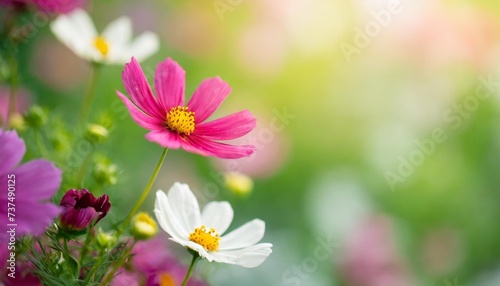 nature of flower in garden using as cover page background natural flora wallpaper or template brochure landing page design