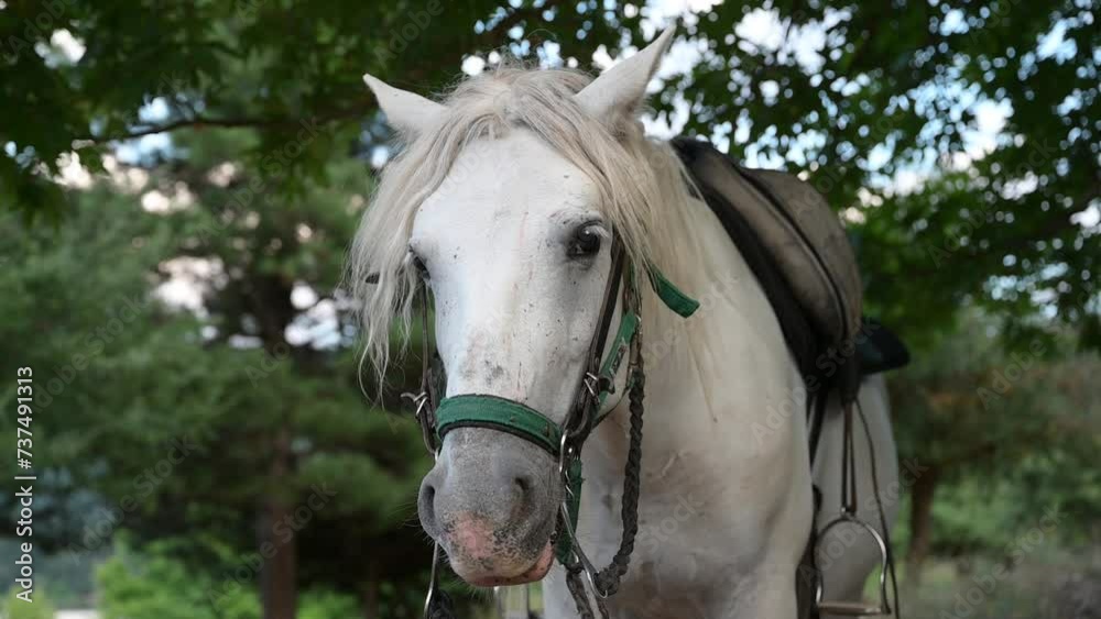 A white horse stands wagging its tail A white horse stands wagging its tail