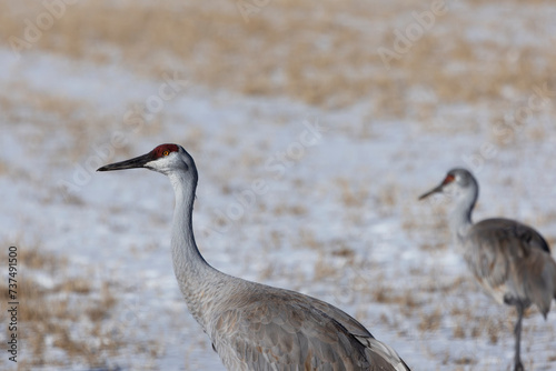 Selected Focus on Sandhill Crane in snowy New Mexico field at Valle de Oro National Wildlife Refuge 