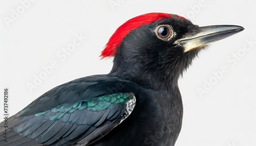 black woodpecker dryocopus martius png isolated on transparent background photo