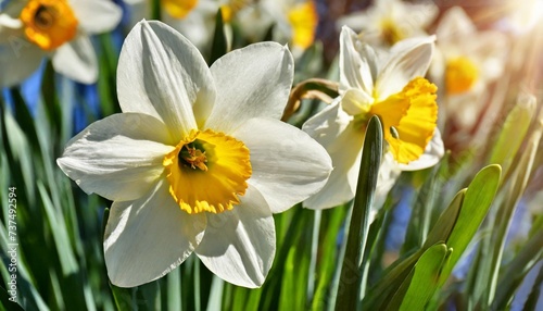 bright beams of the day sun do white petals and a yellow crown of flowers of narcissuses transparent © William