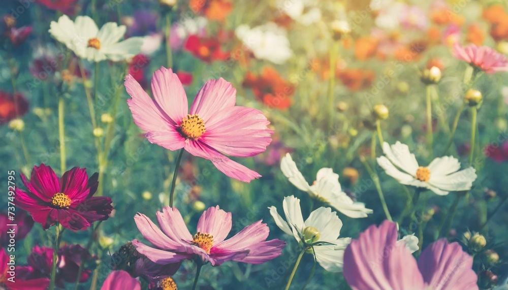 cosmos colorful flower in the field photo toned style instagram filters nature background