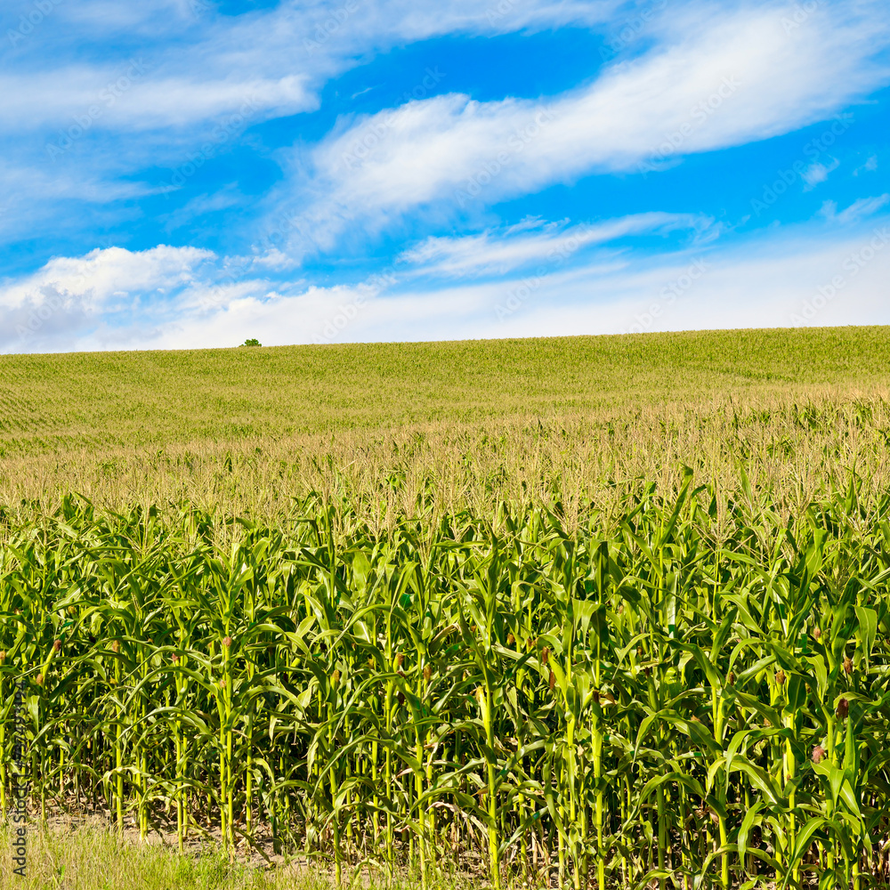 Corn field with ripe ears corn and blue sky. Corn field with ripe ears corn and blue sky.