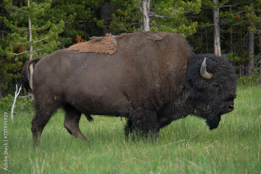 Yellowstone National Park Bison Yellowstone National Park Bison