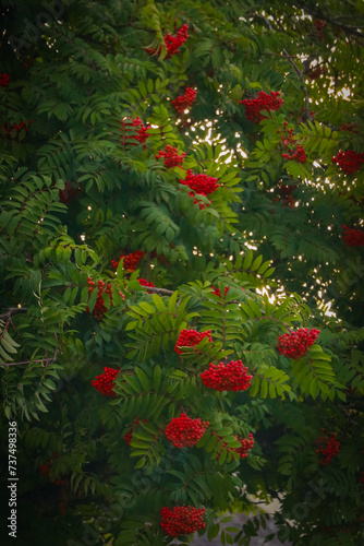 red and green tree