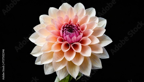 isolated single paper flower dahlia made from crepe paper