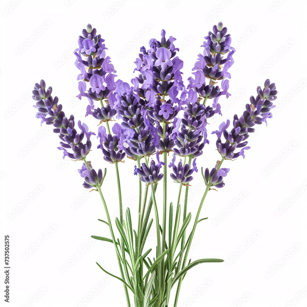 Naklejka premium Lavender Blossoms in Full Bloom: Aromatic and Serene isolated on white background with full depth of field and deep focus fusion