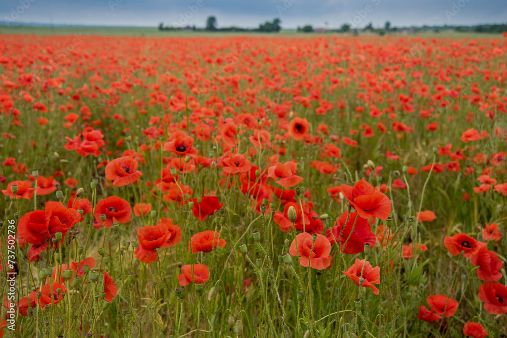 field with wild poppies, picturesque countryside field with wild poppies, picturesque countryside
