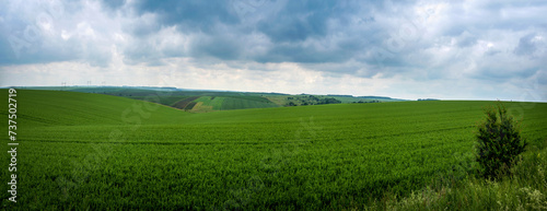 A panoramic view of a picturesque hilly field of winter wheat