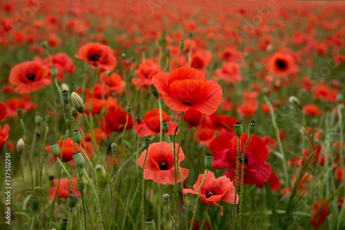 field of red poppies flowers. many of poppies close-up on front